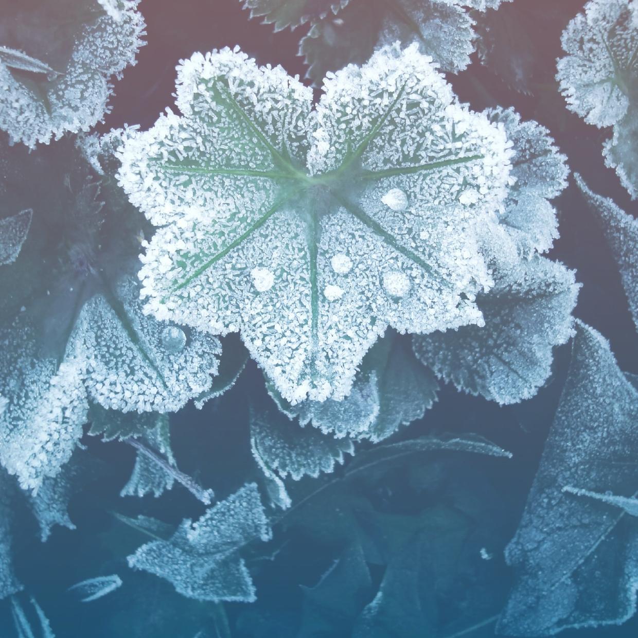 Social freezing